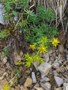 Yellow mountain saxifrage herb flowers Saxifraga aizoides grow Royalty Free Stock Photo