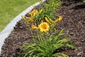 Yellow mountain saxifrage n