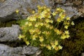 Yellow Mountain Saxifrage Royalty Free Stock Photo