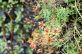 Yellow mountain Saxifrage, typical flora from the Swiss alps Royalty Free Stock Photo