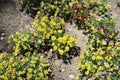 Yellow mountain saxifrage