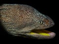 Yellow-mouthed moray eel