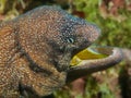 Yellow-mouthed moray