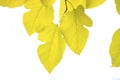 Yellow mulberry leaves on a white background - isolate Royalty Free Stock Photo