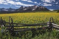 Yellow Mules near field, western fence and San Juan Mountains, Hastings Mesa, near Last Dollar Ranch, Ridgway, Colorado, USA Royalty Free Stock Photo