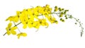 spring yellow flowers on a white background