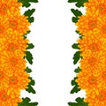 Yellow Mum, Chrysanthemum Flower Border isolated on White Background. Vector Illustration. Royalty Free Stock Photo