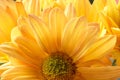 Yellow mum flower Royalty Free Stock Photo