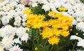 Yellow mum flower in the garden Royalty Free Stock Photo