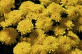 Yellow Mums 820963