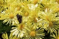 Yellow Mums 820964