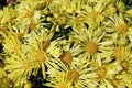 Yellow Mums 820962