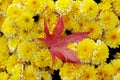 Yellow mums with a red maple leaf Royalty Free Stock Photo