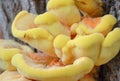Yellow Mushromm Royalty Free Stock Photo
