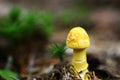 Yellow mushroom Royalty Free Stock Photo