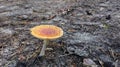 Yellow mushroom close up om the grey sand
