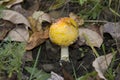 Bright yellow mushroom in NYS called Fly Agaric