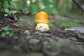 American yellow fly agaric mushroom