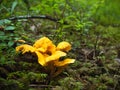 Yellow mushroom growing