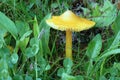 Yellow mushroom growing in tall grass