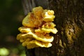 Yellow mushroom growing on a tree