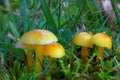 yellow mushroom Hygrocybe chlorophana in the moss