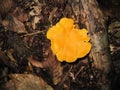 Yellow mushroom