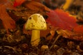 Yellow mushroom between red leaves