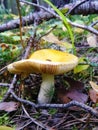 The yellow mushroom Russulaceae grows in the forest. Close-up. Edible mushrooms Royalty Free Stock Photo