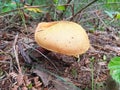 A yellow mushroom of a strange shape grows in the forest Royalty Free Stock Photo