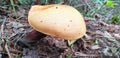 A yellow mushroom of a strange shape grows in the forest. Royalty Free Stock Photo