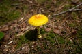 A yellow mushroom