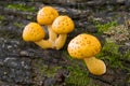 Yellow Mushrooms