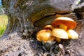 Yellow mushrooms