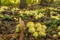 Yellow mushrooms colony in the forest