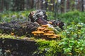 Yellow mushrooms growing on tree stump Royalty Free Stock Photo