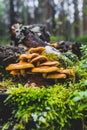 Yellow mushrooms growing on tree stump Royalty Free Stock Photo