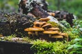 Yellow mushrooms growing on tree stump Royalty Free Stock Photo