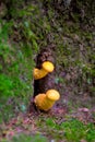 Yellow Mushrooms, Hallucinogen, Blur Effect, Seasonal Ingredients, Forest Ground, Poison Royalty Free Stock Photo