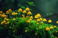 Yellow Mushrooms on Lush Green Moss in a Forest Royalty Free Stock Photo