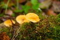 Yellow mushrooms on a tree stump Royalty Free Stock Photo