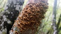 Yellow mushrooms-tinder dotting rotting tree trunk Royalty Free Stock Photo