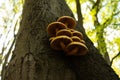 Yellow mushrooms on tree looking up Royalty Free Stock Photo