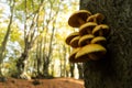 Yellow mushrooms on tree on right Royalty Free Stock Photo