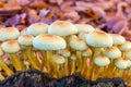 Yellow mushrooms on tree stump