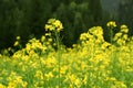 Yellow mustard Royalty Free Stock Photo