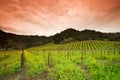 Yellow Mustard bloom in Napa, California