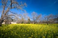 Yellow Mustard bloom in Sonoma, California. Royalty Free Stock Photo