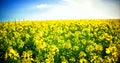 Yellow mustard field