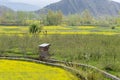 Yellow mustard field with Apple field and mountain in spring during trip on the way to Pahalgam and Sonamarg, Kashmir, India Royalty Free Stock Photo